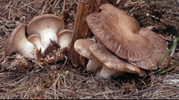 Aperte le iscrizioni per il corso di formazione propedeutico all'ottenimento del permesso per la raccolta funghi