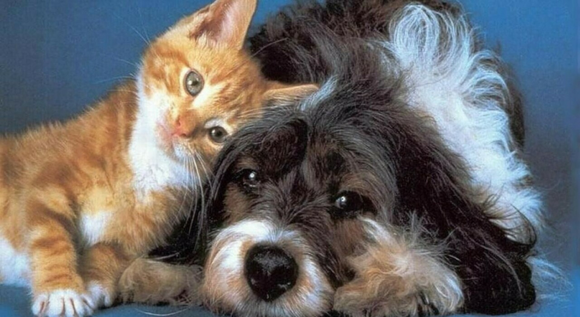 Animali Domestici