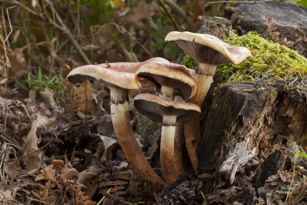 Funghi epigei Funghi epigei