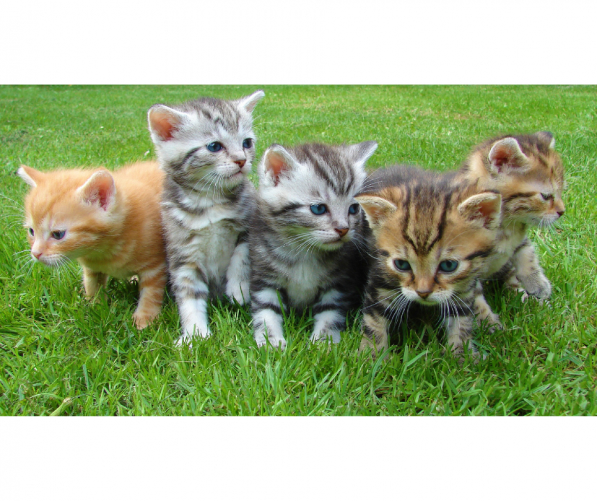 Gatti Gatti
