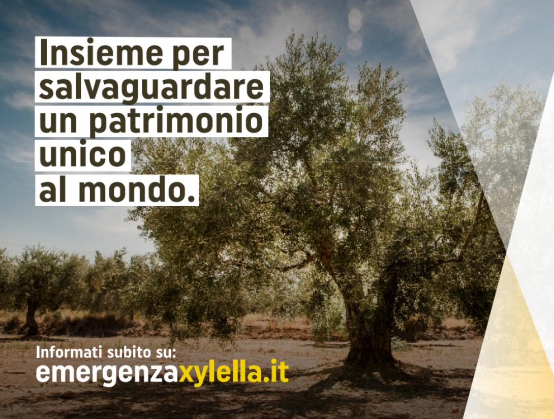 Xylella Emergenza